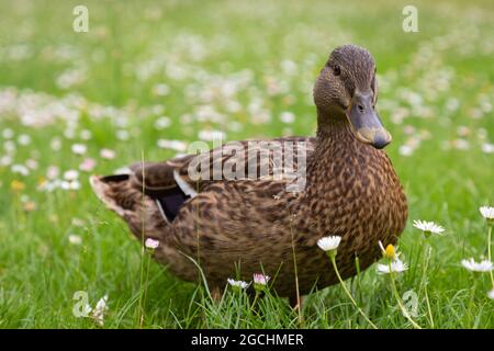 Weibliche Wildente, die auf der Wiese steht, Deutschland Stockfoto