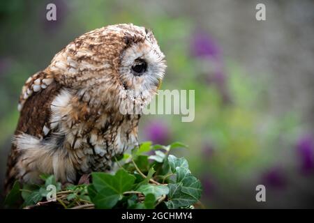 Tawny Owl (Strix Aluco) im National Bird of Prey Center, Russborough House, County Wicklow, Irland Stockfoto