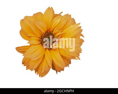 Tithonia diversifolia ist eine blühende Pflanze, die allgemein als der Baum Ringelblume, Mexican tournesol, mexikanische Sonnenblume, japanische Sonnenblume bekannt ist Stockfoto