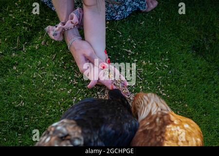 Mutter und Tochter füttern Hühner auf einer britischen Farm Stockfoto