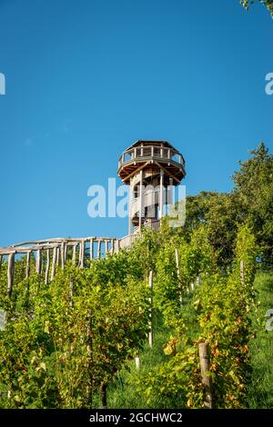 Weinberge vor dem Seepark Tower in Freiburg Stockfoto