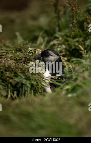 Puffling (Fratercula arctica) in seinem Bau Stockfoto