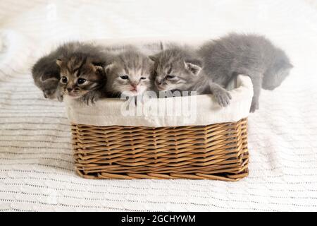 Fünf kleine bunte Katzen Kätzchen sitzen in einem korbbraunen Korb, niedliches Gesicht. Stockfoto