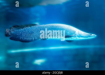 Arapaima gigas, auch pirarucu genannt, ist eine Pflanzenart aus der Gattung der arapaima native auf den Flussbecken des Amazonas. Einmal geglaubt, die einzige Art in der zu werden. Stockfoto