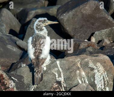 Nazca booby (Sula granti) Jungtier auf den Felsen Stockfoto