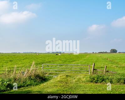 Ländliche Ansicht von Wiesen mit Gras grasenden Kühe, Polder auf dem Land von Friesland, Niederlande Stockfoto