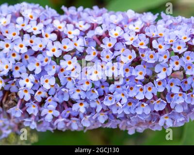 Schmetterlingsbusch, Buddleia davidii 'Pink Delight', Blüte mit Fliederblüten im Garten, Niederlande Stockfoto