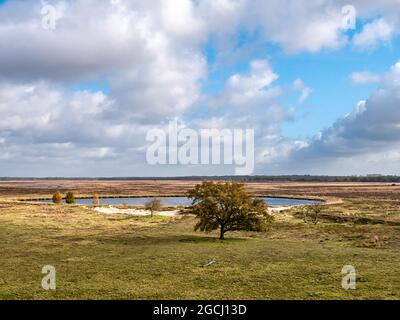 Eiche, Kolenveen Pool und Heidegewässer im Nationalpark Dwingelderveld, Drenthe, Niederlande Stockfoto