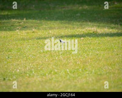 Weiße Bachstelze, Motacilla alba, Porträt von männlichen Grashalmen im Frühjahr, Niederlande Stockfoto