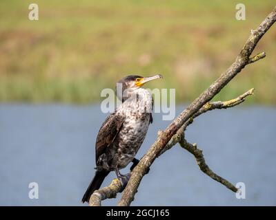 Großer Kormoran, Phalacrocorax carbo, Seitenansicht auf Zweig am Süßwassersee, Niederlande Stockfoto