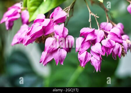 Blutende Herzweinblume Clerodendrum thomsoniae auch bekannt als blutende Glory-Bower-, Bagflower- und blutende Herzpflanze. Stockfoto