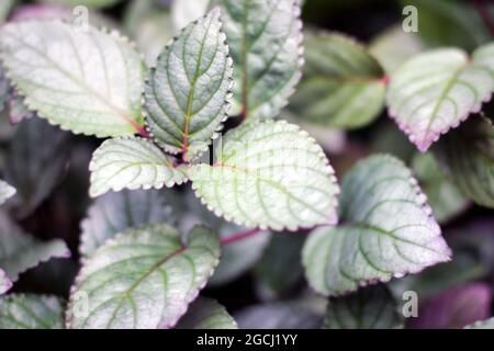 Strobilanthes alternata, bekannt als Rotefeu, Rotflammenefeu oder Waffelpflanze, gehört zur Familie der Acanthaceae, die auf Java beheimatet sind. Es ist eine niedergewurfte pla Stockfoto