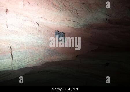 Überwintern (Winterschlaf) von Fledermäusen in Steinbrüchen in Nordosteuropa. Wahrscheinlich Whiskered-Fledermaus (Myotis mystacinus) Stockfoto