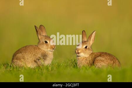 Nahaufnahme von zwei niedlichen kleinen Kaninchen, die auf der Wiese in Großbritannien sitzen. Stockfoto