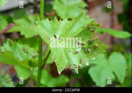 Anthracnose (Elsinoe ampelina) eine pilzliche Weinrebenerkrankung mit rötlich gefärbten, braunen Flecken auf den Weinrebenblättern. Eine Nahaufnahme der Weinrebe hinterlässt i Stockfoto