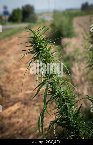 Ein dichter und grüner Zweig eines Hanfbusches vor dem Hintergrund eines Feldes Stockfoto