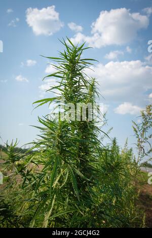 Ein dichter und grüner Zweig eines Hanfbusches vor dem Hintergrund eines Feldes Stockfoto