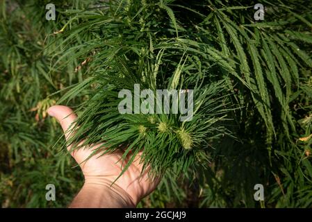 Eine sehr dichte und grüne Knospe eines Hanfbusches in der Handfläche einer Person Stockfoto