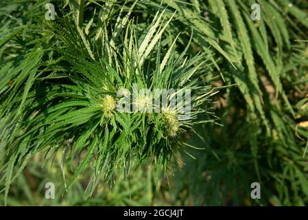 Sehr dichte und grüne Knospe eines Hanfbusches auf einem Feld Stockfoto