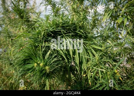 Sehr dichte und grüne Knospe eines Hanfbusches auf einem Feld Stockfoto