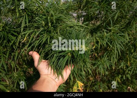 Eine sehr dichte und grüne Knospe eines Hanfbusches in der Handfläche einer Person Stockfoto