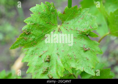 Eine Nahaufnahme der Anthracnose-Erkrankung der Weinrebe mit roten Flecken auf den Blättern. Die Anzeichen und Symptome von Anthracnose der Trauben. Milznasenpilz. Stockfoto