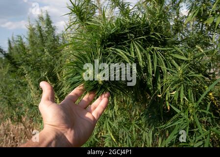 Eine sehr dichte und grüne Knospe eines Hanfbusches in der Handfläche einer Person Stockfoto