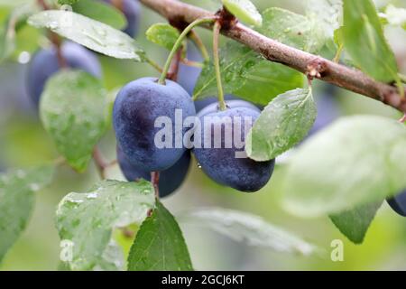 Pflaumen auf einem Ast mit grünen Blättern. Pflaumenfrüchte in einem Sommergarten anbauen Stockfoto