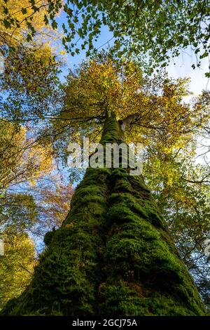 BOTANIK, MOOSIGER BUCHENSTAMM, ZUR GRUSSKARTEN-/POSTKARTENVERWENDUNG IN KEIMSPRECHEN.C ES KÖNNEN BESTIMMTE EINSCHRÄNKUNGEN GELTEN Stockfoto