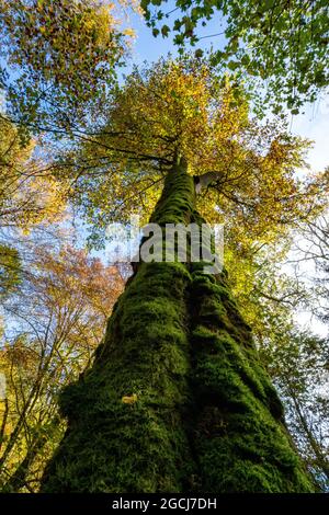 BOTANIK, MOOSIGER BUCHENSTAMM, ZUR GRUSSKARTEN-/POSTKARTENVERWENDUNG IN KEIMSPRECHEN.C ES KÖNNEN BESTIMMTE EINSCHRÄNKUNGEN GELTEN Stockfoto