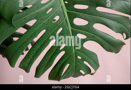 Natürlicher Hintergrund mit tropischen Monstera-Blättern auf rosa Hintergrund. Stockfoto