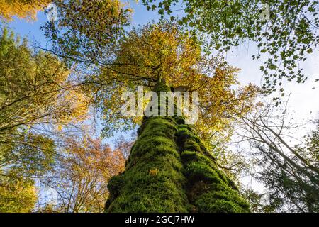 BOTANIK, MOOSIGER BUCHENSTAMM, ZUR GRUSSKARTEN-/POSTKARTENVERWENDUNG IN KEIMSPRECHEN.C ES KÖNNEN BESTIMMTE EINSCHRÄNKUNGEN GELTEN Stockfoto