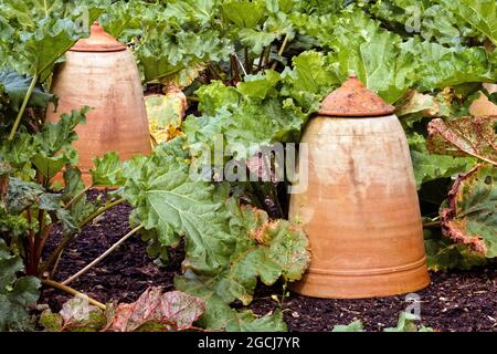 Rhabarber Cloches in a Kitchen Vegetable Garden in Kent UK. Stockfoto