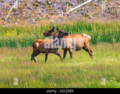 Zwei Kuhelche kreuzen sich den Hals, um den Bereich in beide Richtungen zu überprüfen. Diese wunderschönen Tiere grasen in der Nähe des Madison River im Yellowstone National Park. Stockfoto