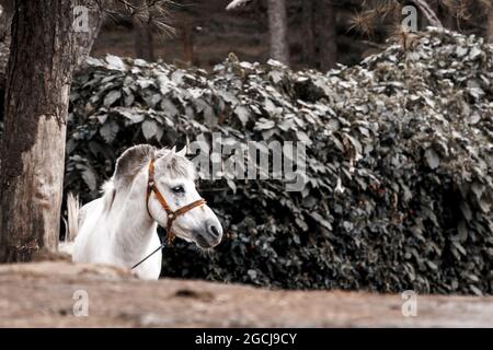 BAGUIO, PHILIPPINEN - 19. Dez 2017: Ein weißes Pferd in Baguio City, Philippinen Stockfoto