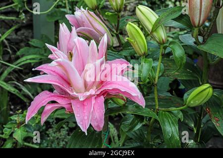 Rosa Seerose Dahlie im Garten mit Regentropfen, einer Gartenblume, die in Größe und Form einer Seerose ähnelt. Stockfoto