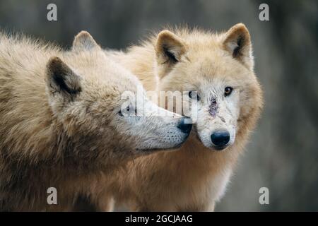 Arktischer Wolf (Canis lupus arctos), auch bekannt als der weiße Wolf oder Polarwolf Stockfoto