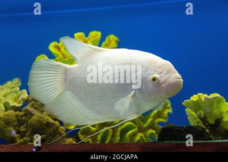 Riesiger weißer Albino-Gurami im Süßwasseraquarium. Dekorative Großfische im öffentlichen Aquarium. Stockfoto