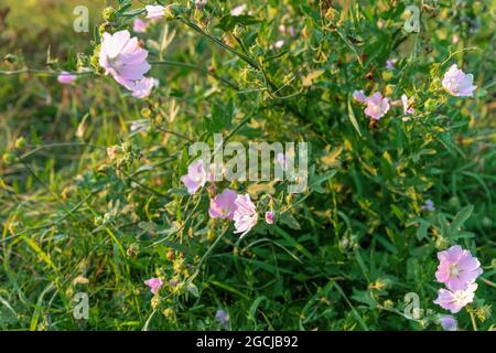 Blühendes Feldbindenkraut oder Convolvulus arvensis. Convolvulus, Morgenruhm oder Bindenkraut auf der Wiese im Sommer. Selektiver Fokus Stockfoto