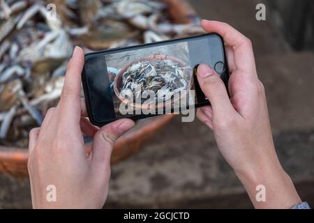 Beschnittene Hand Einer Person, Die Fische Im Becher Mit Handy Fotografiert, Goa, Indien Stockfoto