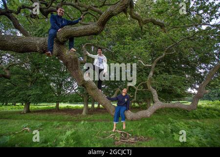 Gruppe junger Menschen im Park, die einen Baum klettern Stockfoto