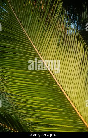 Full-Frame-Schuss von Palm Leaf Stockfoto