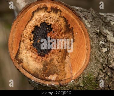 Frisch gesägtes Avocado-Baumstammbuch. Altes Totholz, umgeben von neuerem Wachstum. Avocado-Baum, Persea americana, Herbst, australischer Obstgarten Stockfoto