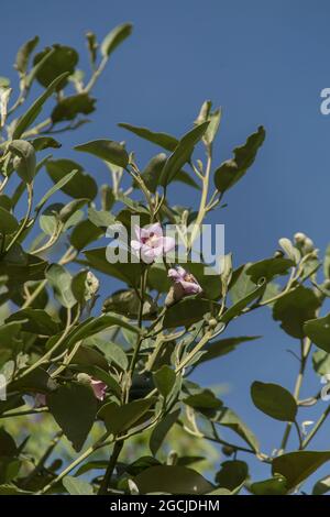 Norfolk Island Hibiscus, Lagunaria patersonia, blüht im Sommer in einem Garten in Queensland, Australien. Blauer Himmel und Sonnenschein. Stockfoto