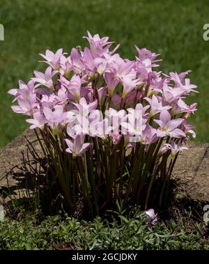 Klumpen von Regenlilien, Zphyranthe grandiflora. Blassrosa Blüten vieler Blumenzwiebeln in Überfluss, nach dem Sommerregen, im australischen Garten in Queensland. Stockfoto