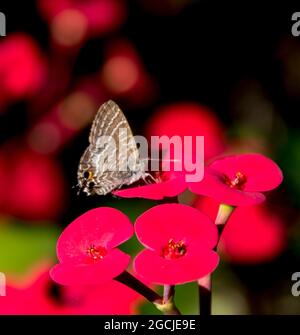 Cycad Blue Butterfly, Theclinesthes Onycha, auf leuchtend rosa Blüten der Eforbia Millii, Dornenkrone, Garten, Tamborine Mountain, Australien Stockfoto