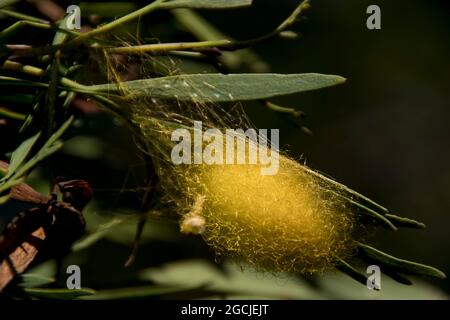 Eiersack der Golden Orb-Weaver Spinne - Nephila plumipes - gewebter goldener Seidensack, der zwischen den Blättern aufgehängt ist. Autumn, Queensland, Australien. Stockfoto