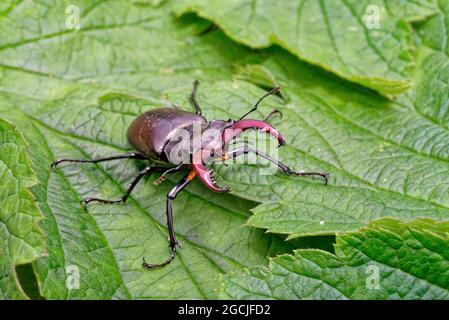 Nahaufnahme eines Hirschkäfers Lucanus cervius, auf einem grünen Blatt Stockfoto