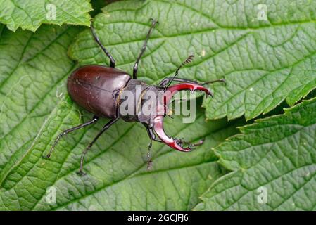 Nahaufnahme eines Hirschkäfers Lucanus cervius, auf einem grünen Blatt Stockfoto