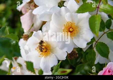 botanik, Biene auf Rosenblüte, ZUR GRUSSKARTEN-/POSTKARTENVERWENDUNG IN KEIMREDE.C ES KÖNNEN BESTIMMTE EINSCHRÄNKUNGEN GELTEN Stockfoto